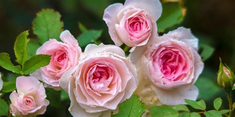 monas roses|A to Z list of Potted and Bare Rooted Roses from British Roses